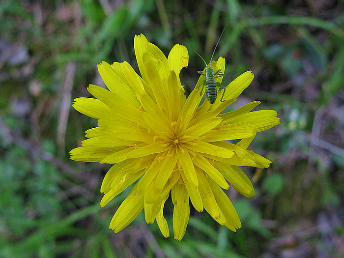 giovane ortottero Phaneropteridae